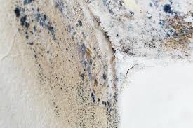 Reliable Akwesasne, NY Mold Removal & Remediation Solutions